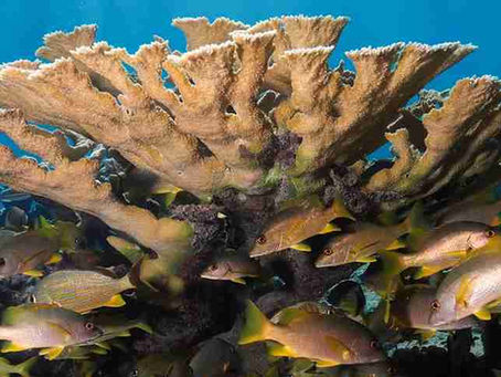 The Hawksbill Encounter: A Rare Glimpse into Deep-Sea Feeding Rituals