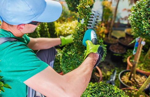 Professional Tree Removal Services in New Jersey