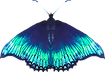 Blue Butterfly_edited_edited.png