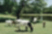 cows.jpeg
