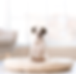 Pet Life Pics (37).png