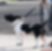 Pet Life Pics (70).png