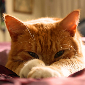 Pet Life Pics (16).png