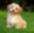 Pet Life Pics (27).png