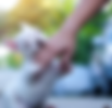 Pet Life Pics (74).png