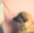 Pet Life Pics (30).png