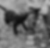 Pet Life Pics (78).png