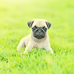 Pet Life Pics (33).png
