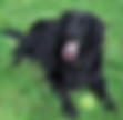 Pet Life Pics (47).png