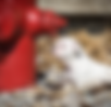 Pet Life Pics - 2023-10-14T131728.734.png