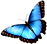 Morpho de guyane