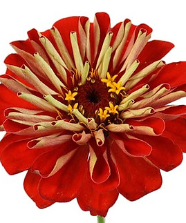 Red-Orange-Zinnia-Bloom-350_98b013a9_900x.jpeg