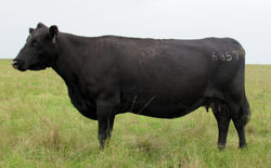 SandPoint Entense 6857