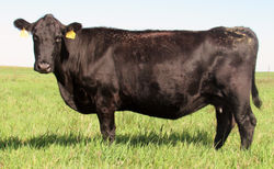 Assmus Queen Mother 216