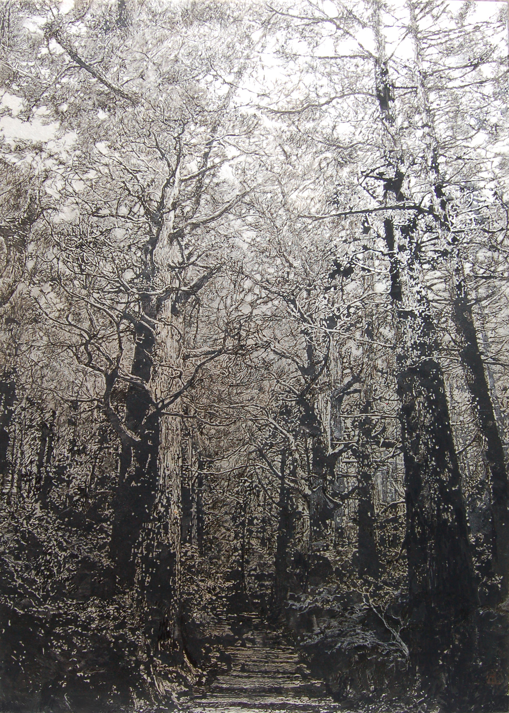 Tree XIII-Kumano Trail (熊野古道)
