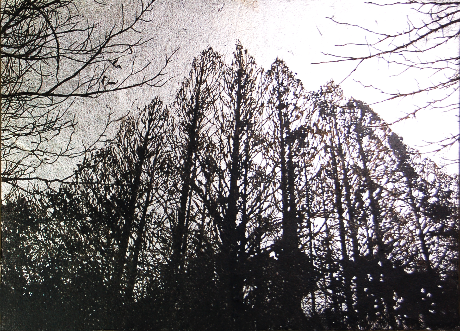Tree IV