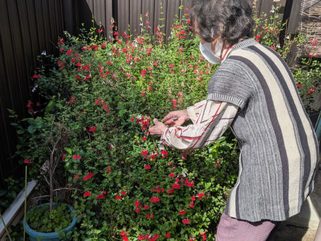 【訪問看護】庭のお花で盛り上がる:咲くや看護