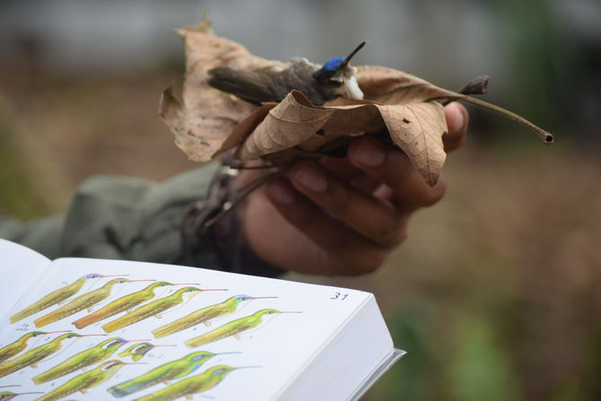 Documentar la naturaleza en la actualidad