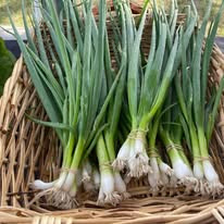 Green Onion (2-3)