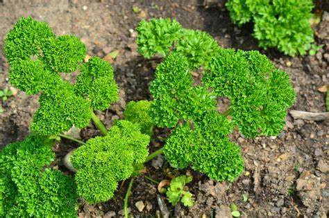 Parsley bunch