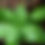 Thumbnail: Basil bunch