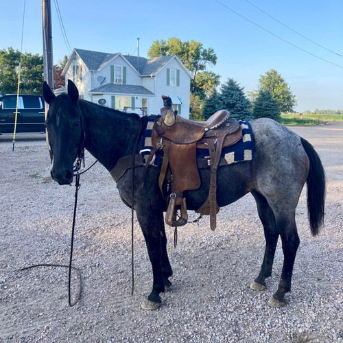 “BLUEBERRY” Reurink Horses