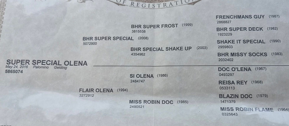 Thumbnail: “SUPER SPECIAL OLENA”