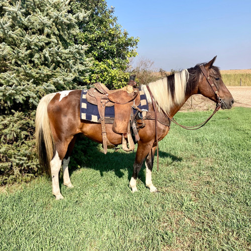 “COCHISE” Reurink Horses