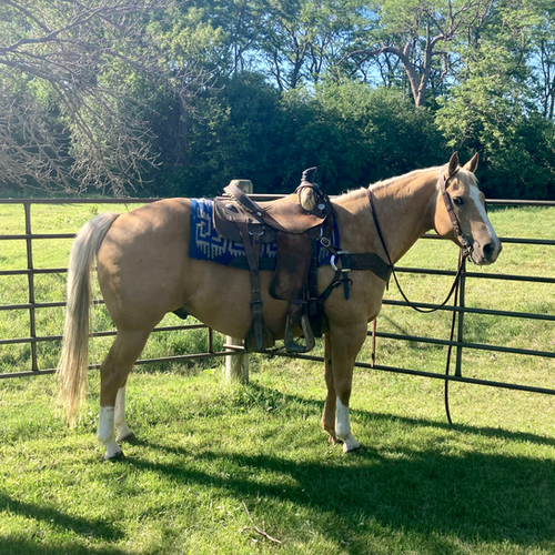 “PAT COWAN” Reurink Horses