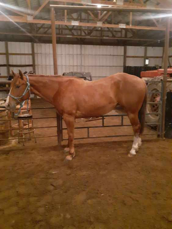 Thumbnail: Kimber