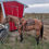 Thumbnail: Buckwheat