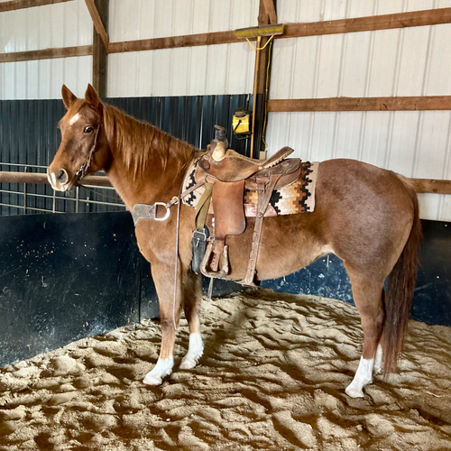 “RASPBERRY” Reurink Horses