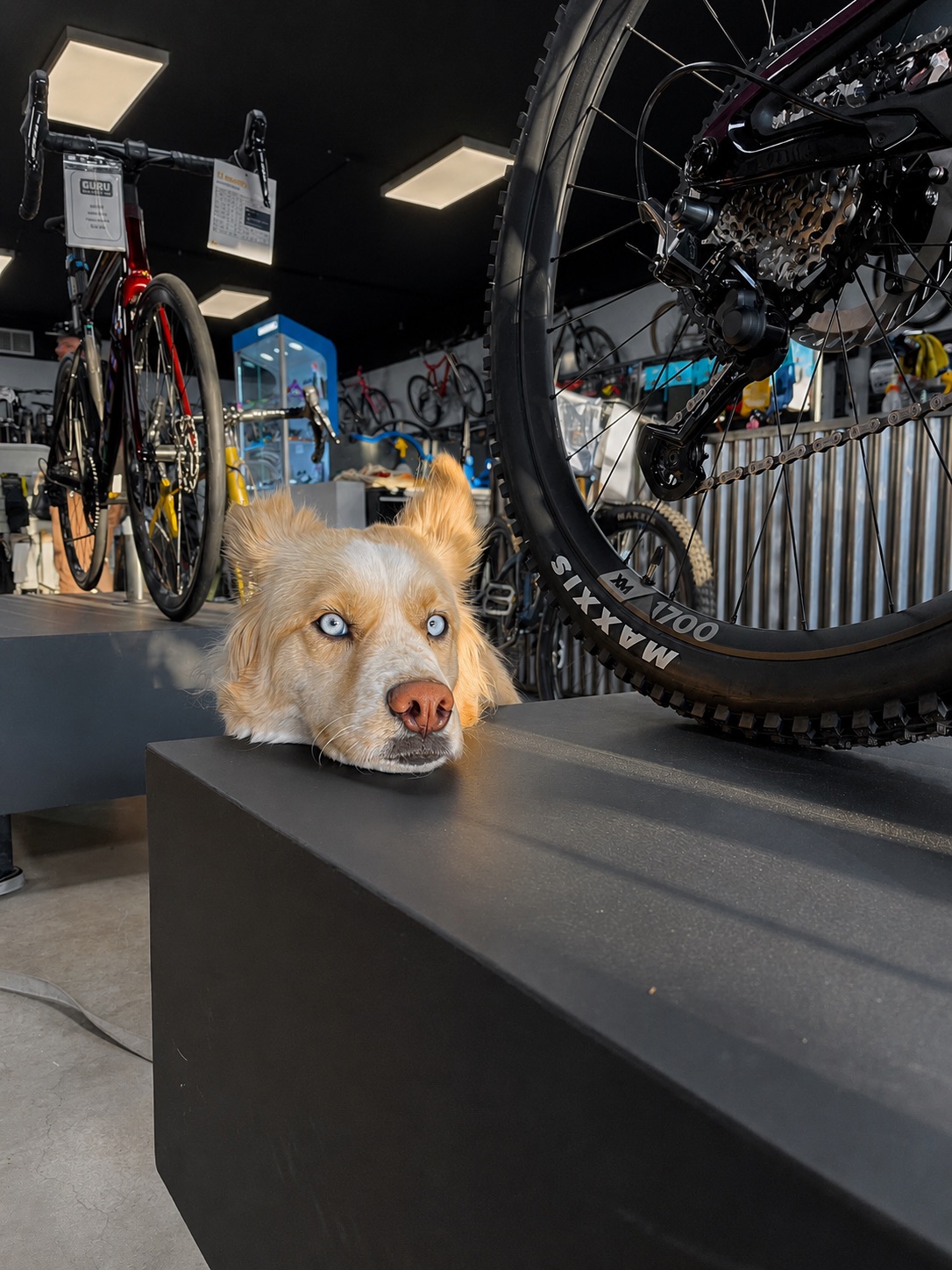 A blue-eyed shop dog resting beside a mountain bike
