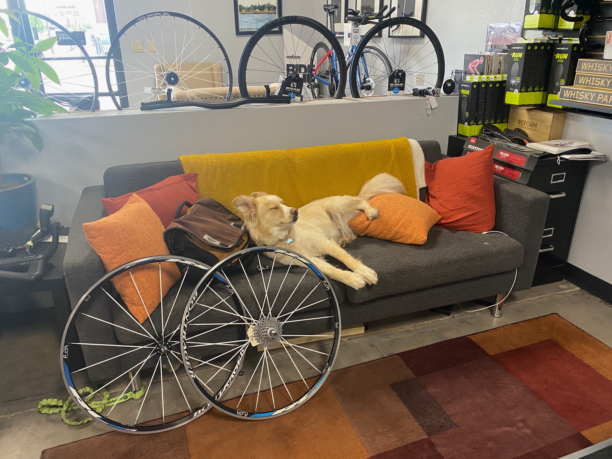 The shop dog relaxing on a couch beside bicycle wheels