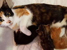 Gata paralisada se arrasta para o local que  deixou seus gatinhos Após Vizinho tentar matá-la