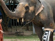Animais voltam a andar com a ajuda de próteses