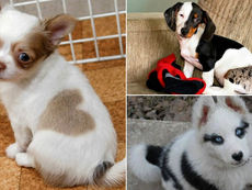 Esses cães são diferentes de todos que você já viu, mas a responsável pela ‘arte’ é a natureza
