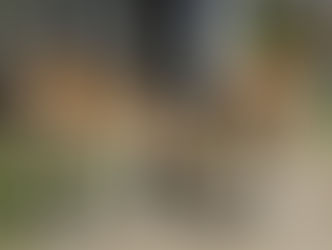 CAMINHADA NA PONTA NEGRA ALERTA SOBRE A INCIDÊNCIA DE CÂNCER EM ANIMAIS DE ESTIMAÇÃO
