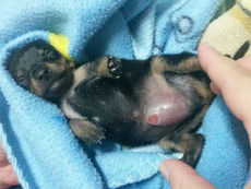 Cachorro macho é mutilado para ser vendido como fêmea em São Paulo