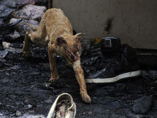 Animais domésticos perdem visão após sofreram graves queimaduras em explosão de gás