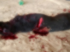 Cão é morto brutalmente a terçadadas em comunidade da BR-174