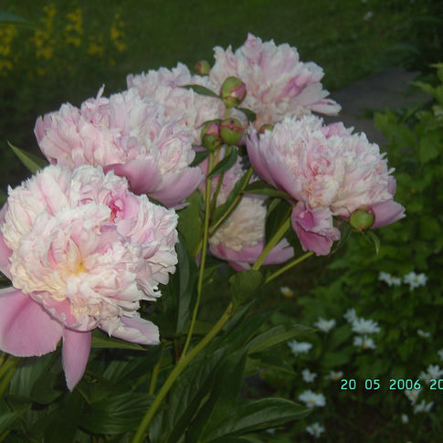 2006-05-20 20.07.31.jpg