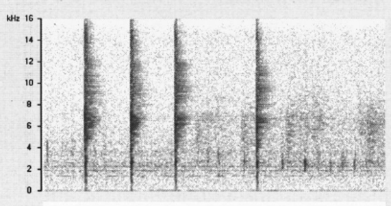 Gianni Pavan Expanded-time-series-plot-of-a-single-click-from-a-sperm-whale-coda-showing-t