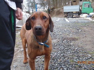 Scooby
