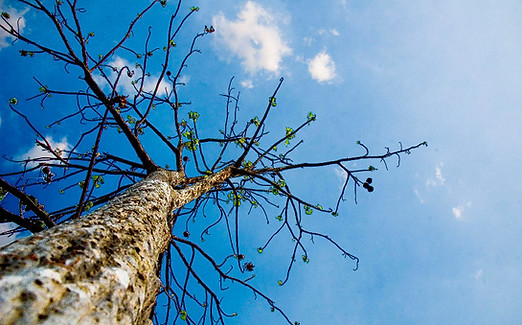 Treetop from Below