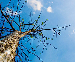 Treetop from Below