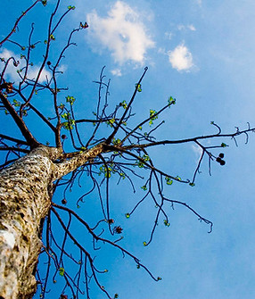 Treetop from Below 