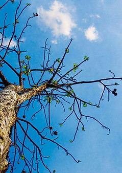 Tree Against Sky