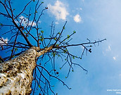 Tree Against Sky