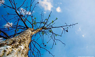 Tree Against Sky